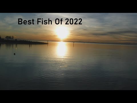 Best Fish Of 2022