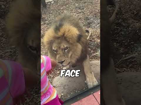 Lion attacks at zoo 😱