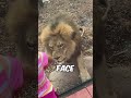 Lion Attacks At Zoo