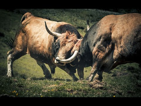 Dream Within a Dream