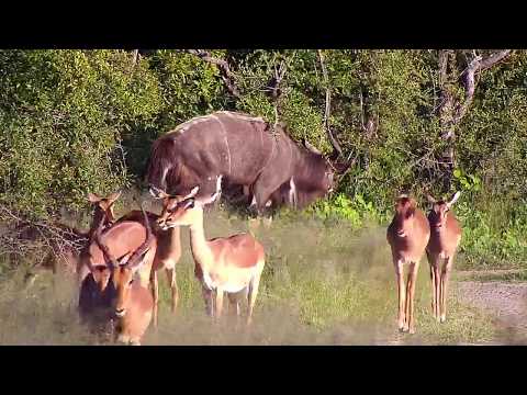 Djuma: Impalas, Nyala bull and Wildebeests - 17:25 - 02/18/2020