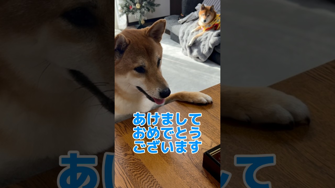 あけましておめでとうございます！　#柴犬ロック #柴犬ボブ