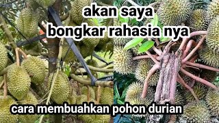 Download lagu I'm revealing the secret. How to make a durian tree bear fruit quickly. mp3