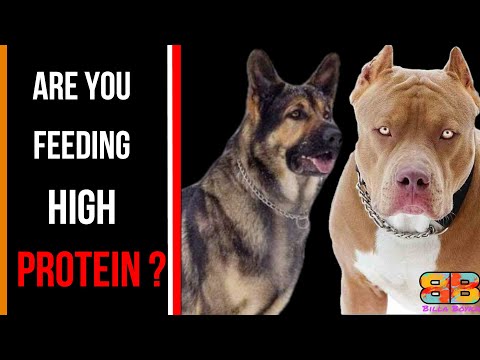 How Much Protein My Dog Needs | Billa Boyka