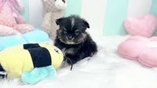 ハーフ犬の動画01