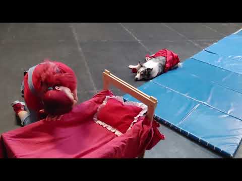 Dog Dancing freestyle - Crufts practice - day 10