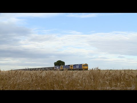 7732V Grain Train Passing Through Wheat Field (15/12/2020) - PoathTV Australian Railways