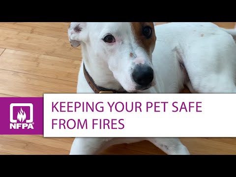 Fire Safety for Dogs, Cats, and Other Pets