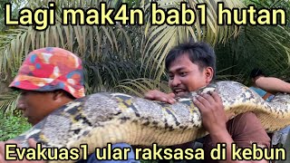 Download lagu EVACUATION OF GIANT PYTHON SNAKES EATING CHAPTER 1 FOREST NEAR RESIDENTS' HOUSES IS TOO SCARY mp3