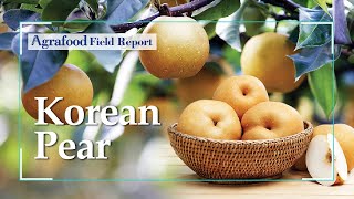 [Agrafood Field Report EP.08] Korean Pear recognized by the world with halal certification