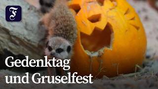 Kürbisparadies bei Prag: Halloween hält auch in Tschechien Einzug