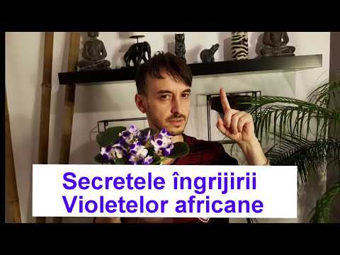 , title : 'Secretele ingrijirii Violetelor africane'