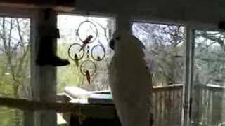 COCKATOO PARROT COCO-B  DANCING BO JANGLES