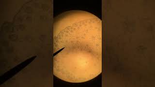 Monocot Stem Cross Section