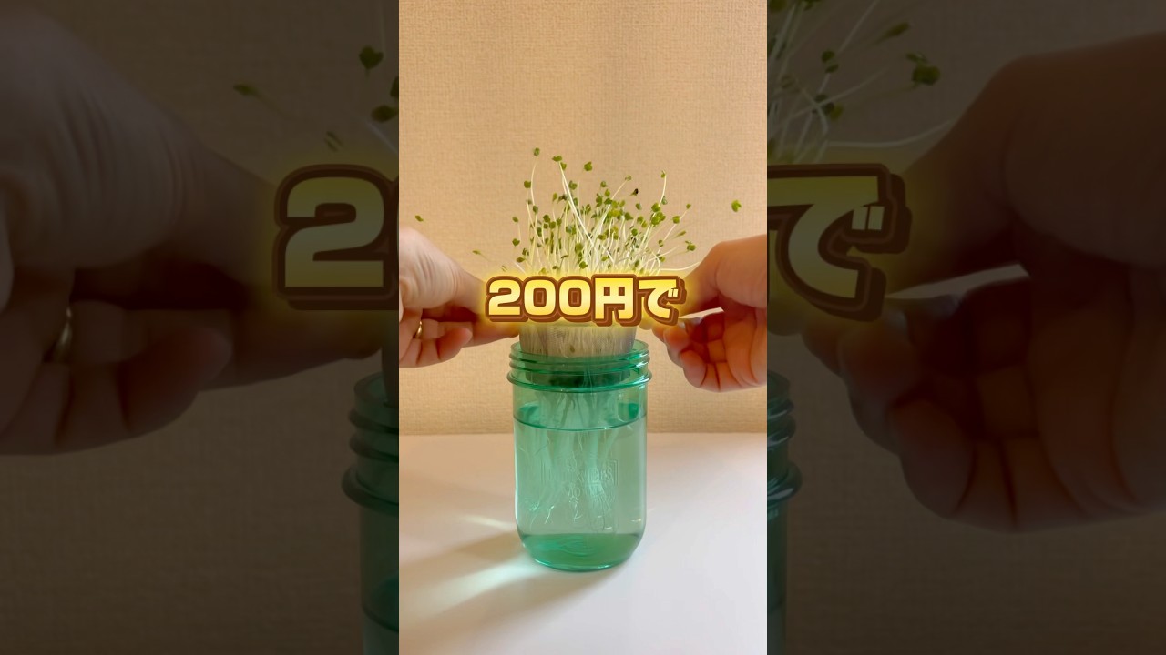 材料費200円でオシャレなスプラウト栽培🌱#セリア#野菜作り#スプラウト#家庭菜園