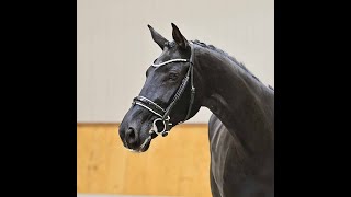 Video of Sophie Royal BG