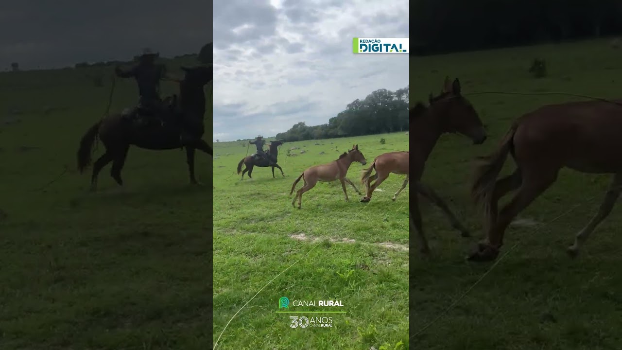 Burro "fujão" escapa de corda de fazendeiro