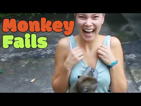 Les singes sauvages !
