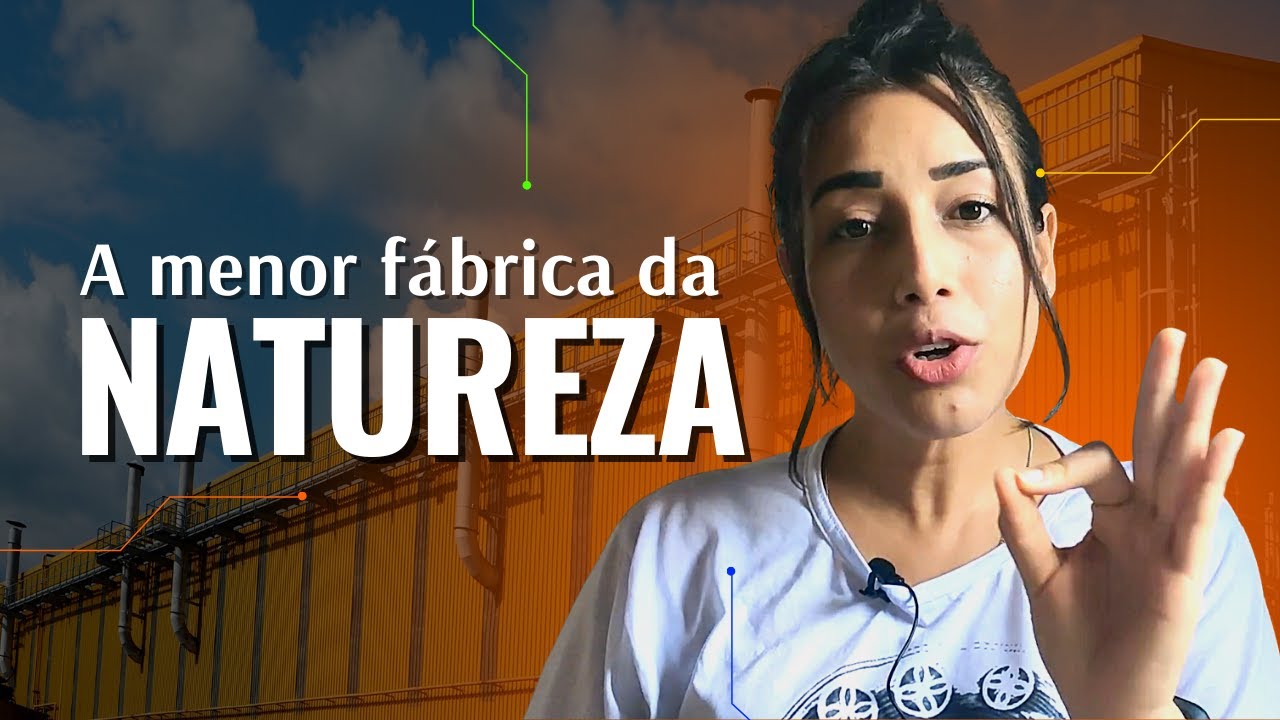 CICLO DE CALVIN | Kerolém Cardoso