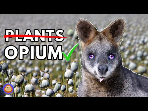 4 Animals That Love Getting Drunk and High