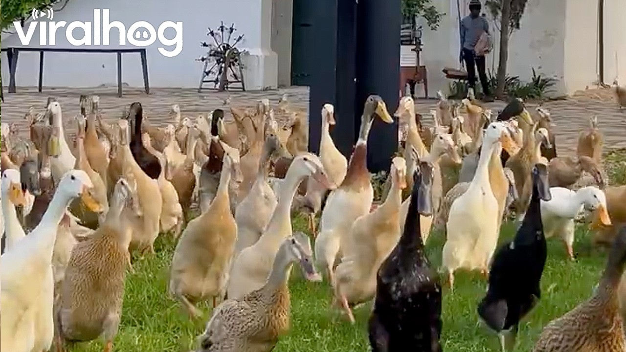 Duck Parade in Cape Town, South Africa || ViralHog