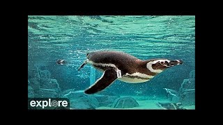 Penguin Habitat - Aquarium of the Pacific Highlights