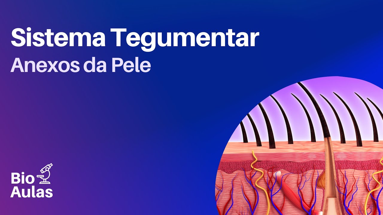 Anexos da Pele - Sistema Tegumentar (Anatomia e Fisiologia)