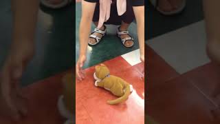 狂 乱 テ デ ィ ベ ア #shorts #short