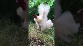 Download lagu ayam jago berkokok #hewan #ayamjago #berkokok mp3