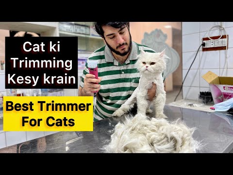 Ghar par cat kesy trim krain ? how to trim your cat’s hair | Best trimmer for Cat | Cat’s hair Fall