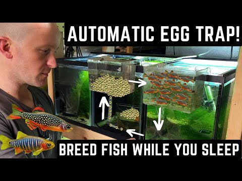 HOW TO BREED HUNDREDS OF NANO FISH AUTOMATICALLY! (EASY TUTORIAL)