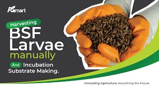 Agmart BSF: Harvesting BSF Larvae Manually and Incubation Substrate Making.