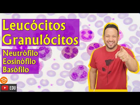 Leukocytes Granulocytes - Neutrophil / Eosinophil / Basophil - Blood - Blood Tissue