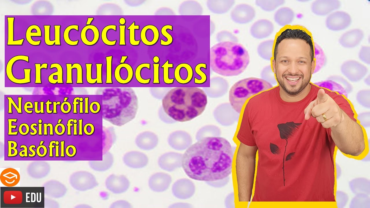 Leucócitos Granulócitos - Neutrófilo / Eosinófilo / Basófilo - Sangue - Tecido Sanguíneo