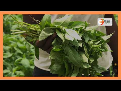 Kenyan farmers tap export market through greenhouse basil farming in Kamulu