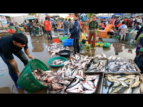 Amazing Distribution Site of Cambodian Fish Market - Fish Market Scenes Show & People Activities