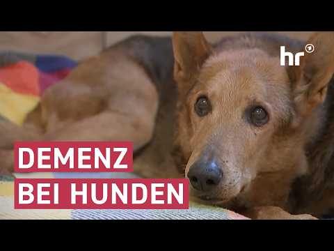 Altersheim für Hunde: Können Tiere Demenz bekommen? | maintower
