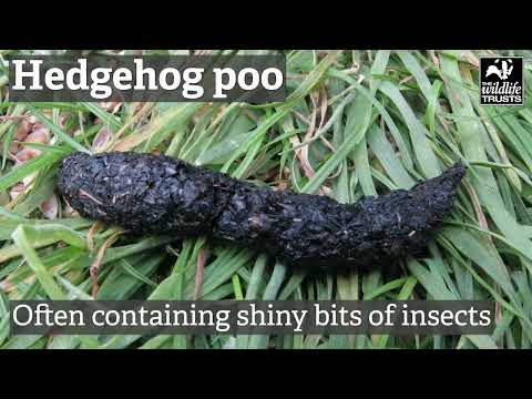 これは何の動物のうんちですか？