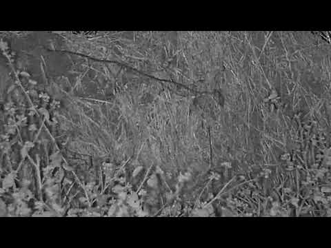 Djuma: Snake coming out of the mound possibly? - 02:30 - 04/23/21