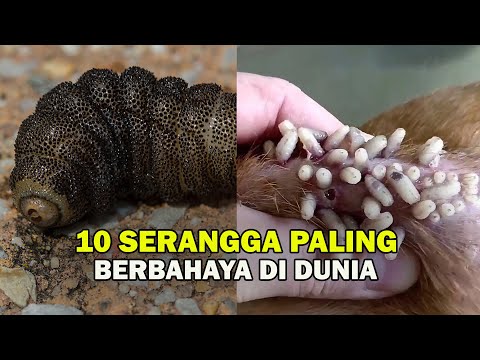 Lalat tapi taring Nyamuk? – 10 Serangga Paling Bahaya