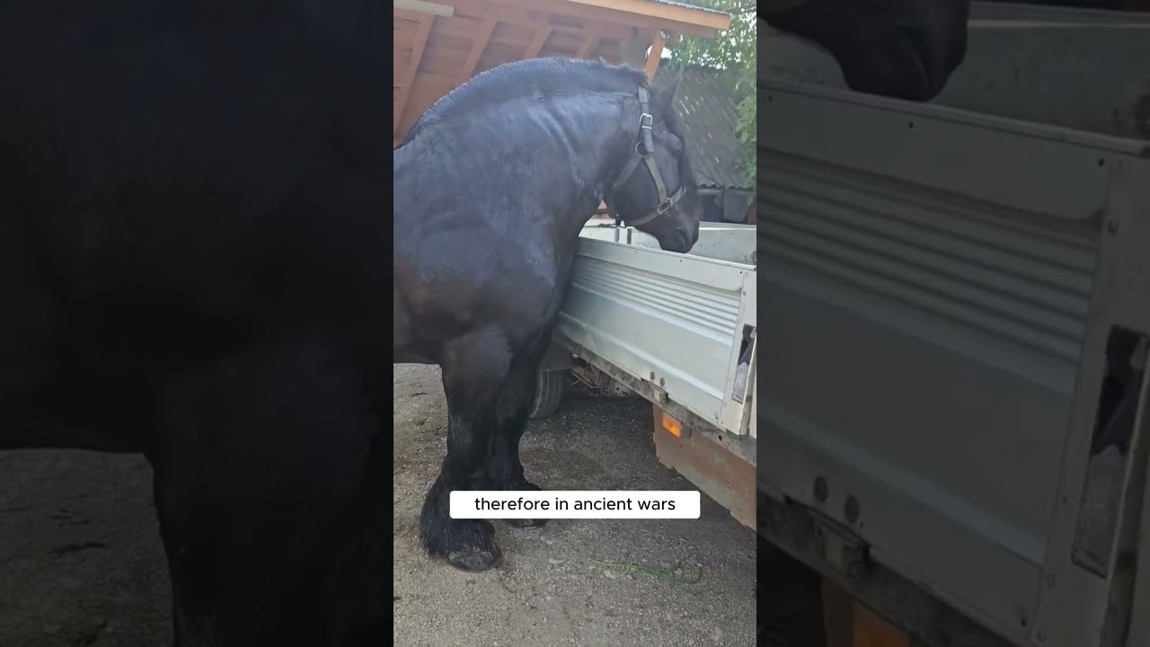 Draft Horses: Powerful Giants #DraftHorses #HorseCompetition