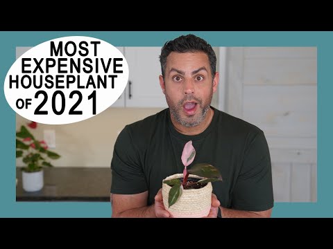 , title : 'Houseplant Trends 2021: The Pink Princess Philodendron Explained! (Crucial Care Tips too!)'