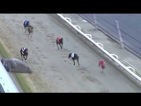 GEORGE ING ST  LEGER FINAL - T1 FENVIEW ROSIE