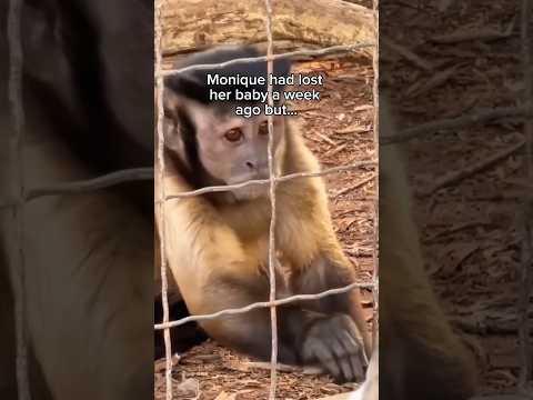 The Monkey Who Lost Her Babies… And The Kitten Who Changed Everything #animals #wholesome #animal