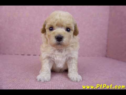 04/01泰迪比熊母幼犬2號(新竹市)