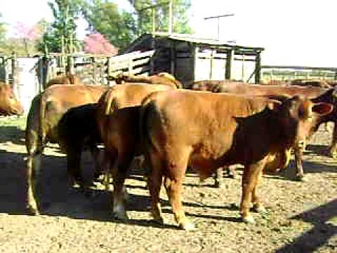 Novillos Exportación.- Hay Culata ???