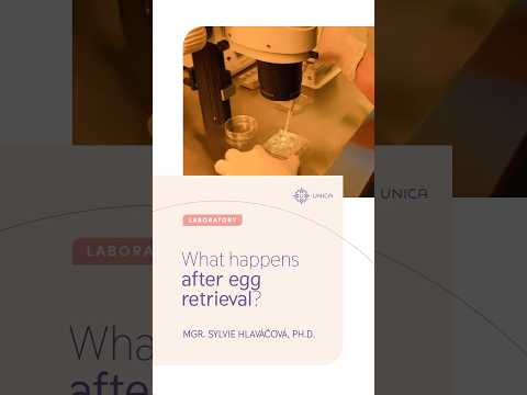Laboratory: what happens after egg retrieval?