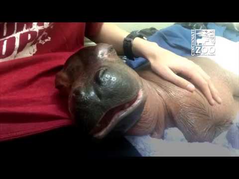 This footage of Baby Hippo Fiona will make your heart melt