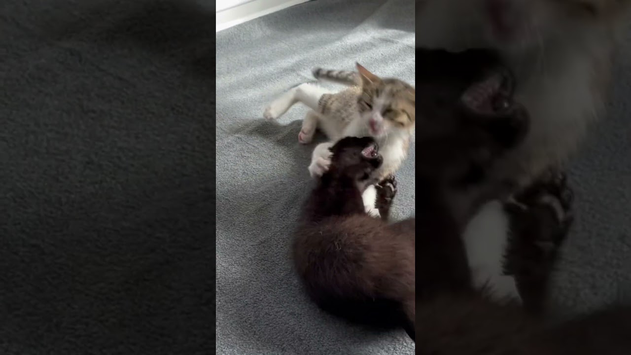 Enlarge Blackberry, a Adopted Domestic Short Hair in Los Angeles, CA video 6/6