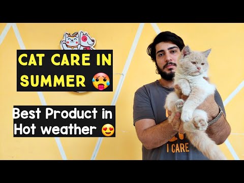 How to Keep Your Cat Cool in Summer | Cat Care in Hot Weather | Tips For Keeping Your Cat Cool